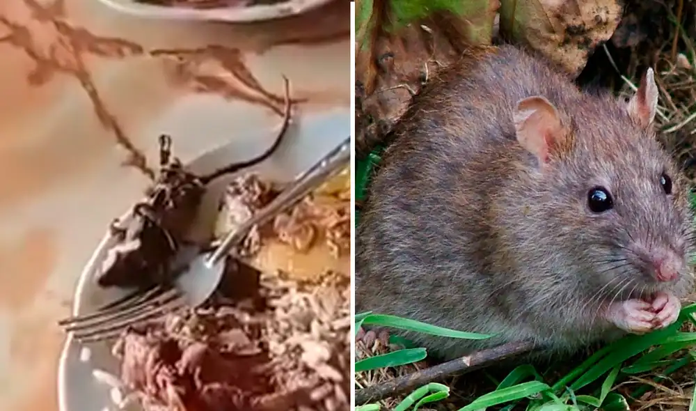 La rata fue encontrada debajo del cuy que había pedido el comensal.