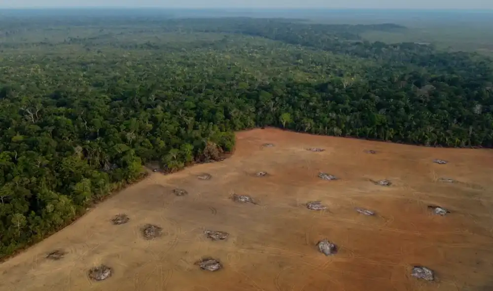 Aunque se destaca una reducción global del 36% en la deforestación, estos cuatro países concentran áreas críticas y enfrentan alta presión sobre sus ecosistemas.