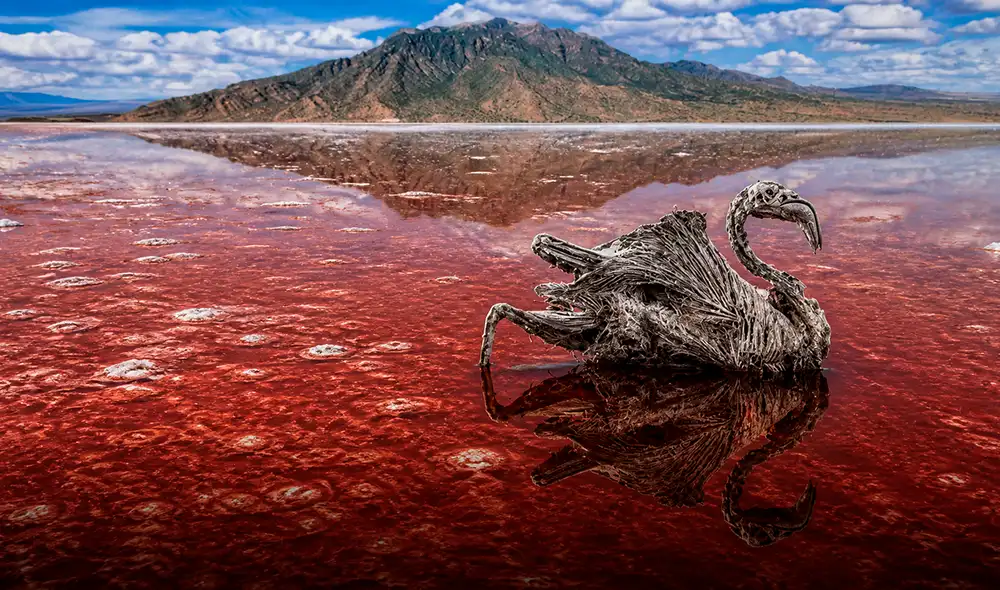 El lago que "petrifica" animales está ubicado en el Gran Valle del Rift y posee una composición letal originada por la actividad del volcán Ol Doinyo Lengai.