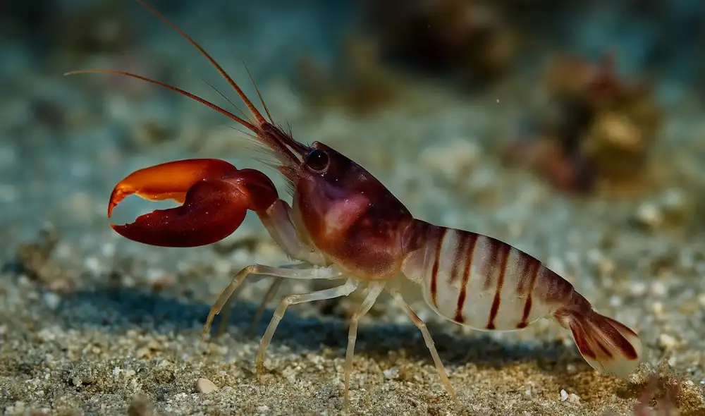 El camarón pistola, conocido por generar burbujas a temperaturas de 4.427 grados Celsius, se erige como uno de los animales más fascinantes del océano.
