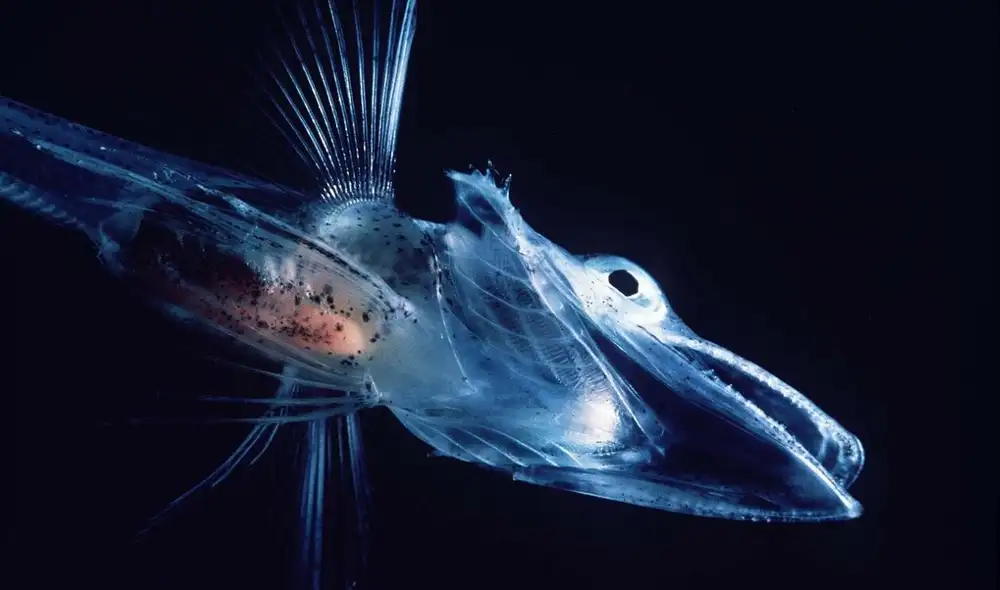 La sorprendente adaptación de algunos animales a entornos extremos les confiere sangre de colores distintos, como azul y verde, revelando secretos evolutivos fascinantes.