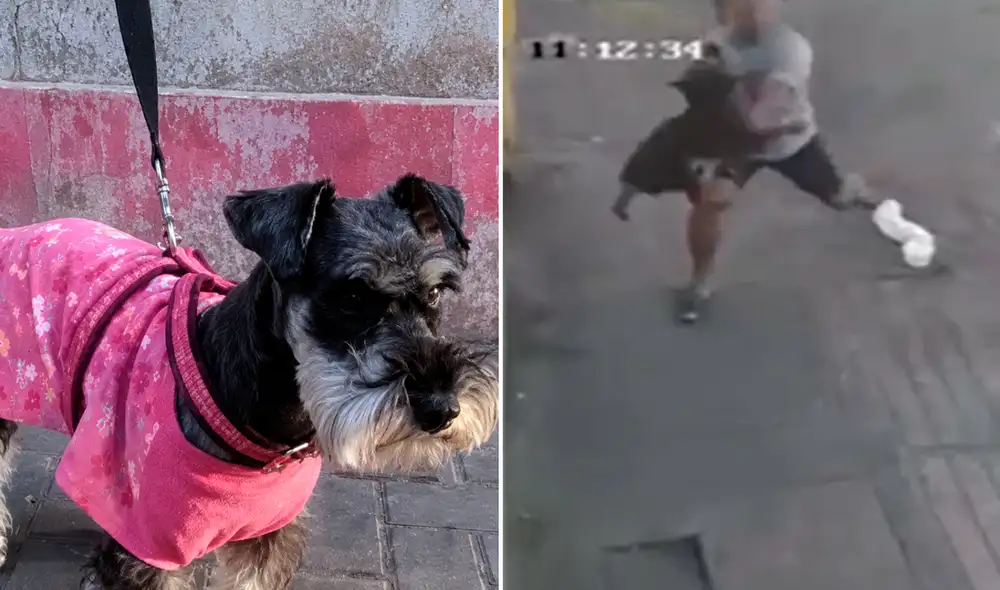 La perrita fue atrapada por el vecino, quien no dudó en lanzarse para salvarle la vida