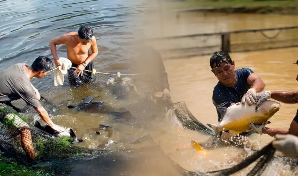 Fondepes habilita programa de créditos para acuicultores afectados por lluvias e inundaciones.