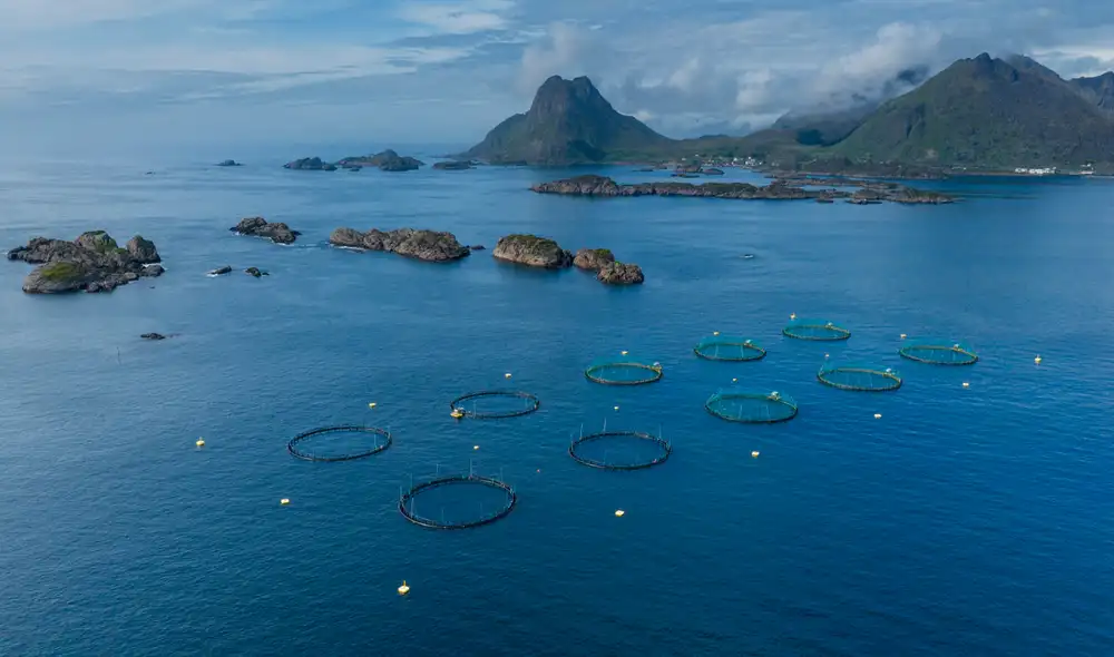 Se trata solo de una de las más de 180 piscifactorías que vierten sus residuos en los fiordos en Noruega.