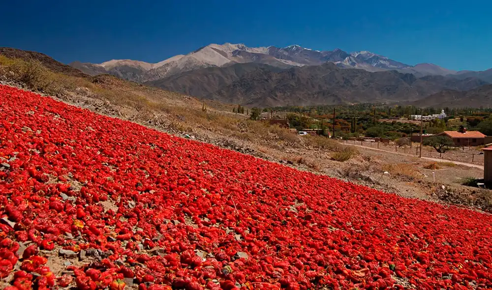 Cada otoño, los Valles Calchaquíes en Salta se transforman en un tapiz rojo, donde cientos de productores secan pimientos al sol, atrayendo a turistas de todo el mundo.