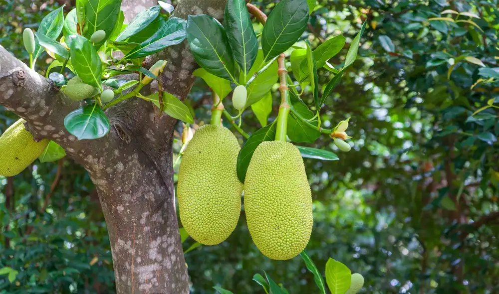 La yaca, conocida como jackfruit, destaca en latinoamerica por su tamaño imponente y versatilidad en la cocina.