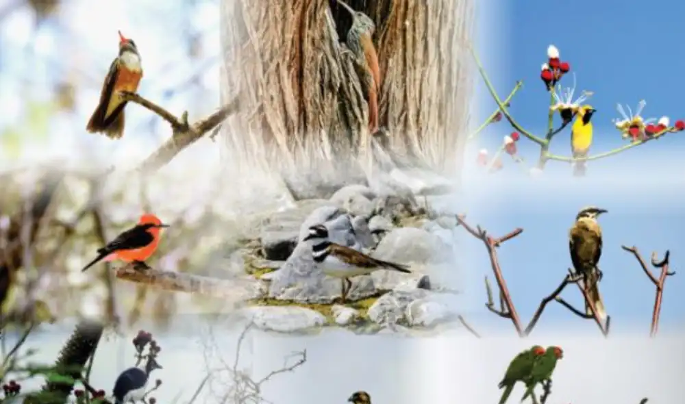 Este evento, parte de una iniciativa mundial de eBird, busca documentar la biodiversidad. Fuente: Difusión.