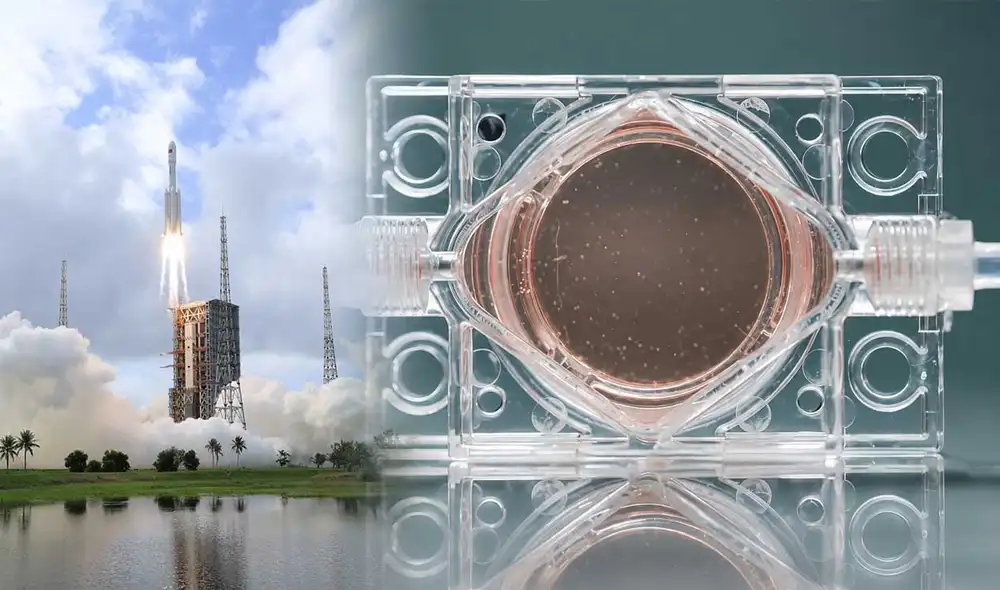 Los investigadores buscan entender cómo la microgravedad y la radiación cósmica afectan el desarrollo embrionario, un paso crucial para futuras colonias en la Luna o Marte