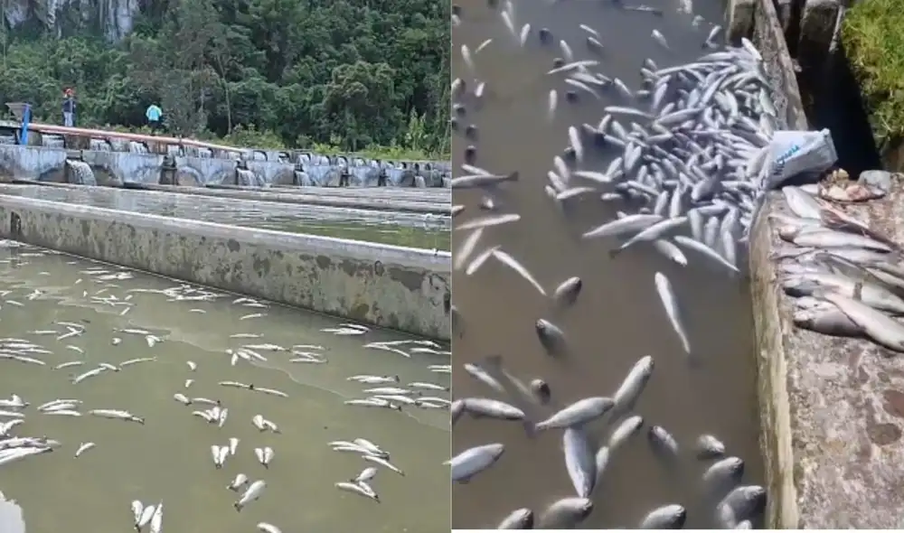 La Policía Nacional confirmó la presencia de ácido cianhídrico en el río Yuracyacu, región Junín, tras una mortandad masiva de truchas que afectó a siete criaderos locales.