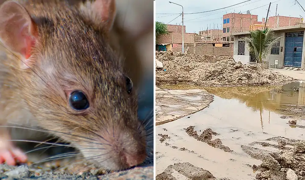 El aumento de casos de la leptospirosis expone una falta de detección temprana en los centros de salud.