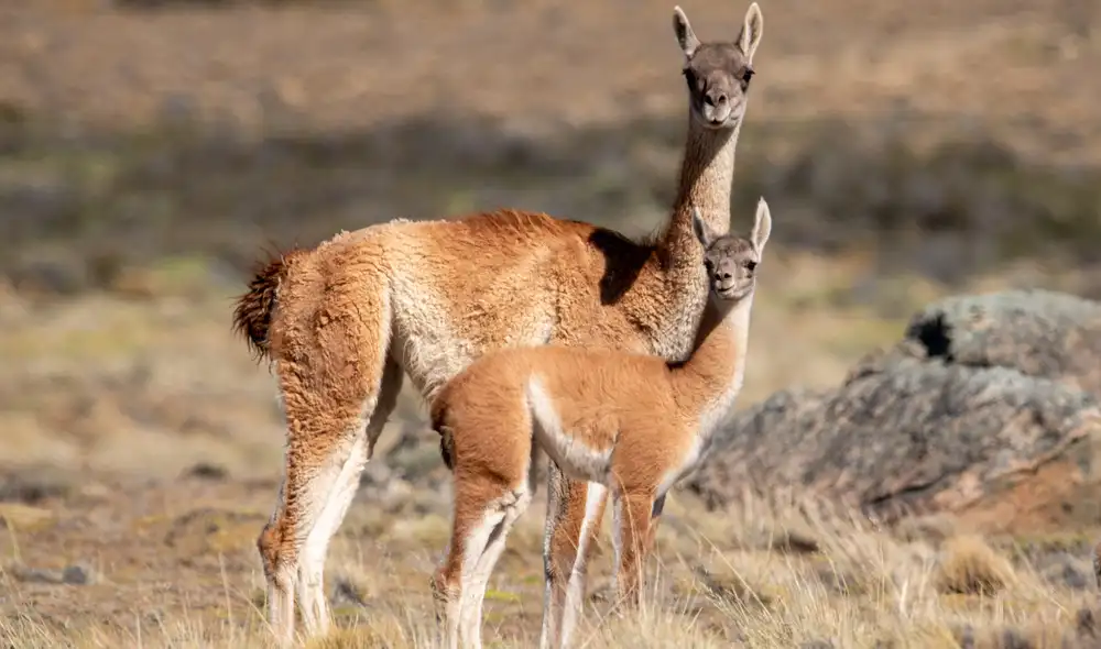 Argentina logra un hito histórico en conservación ambiental al reintroducir el guanaco al Parque Nacional El Impenetrable.