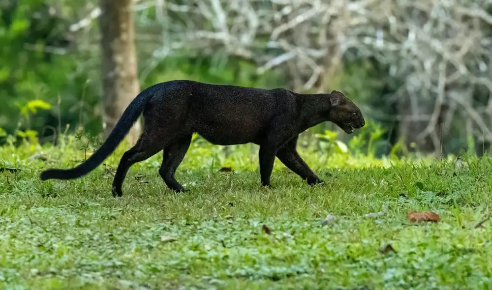 Un jaguarundi fue avistado en Texas tras más de 40 años de ausencia, despertando el interés de científicos y biólogos.