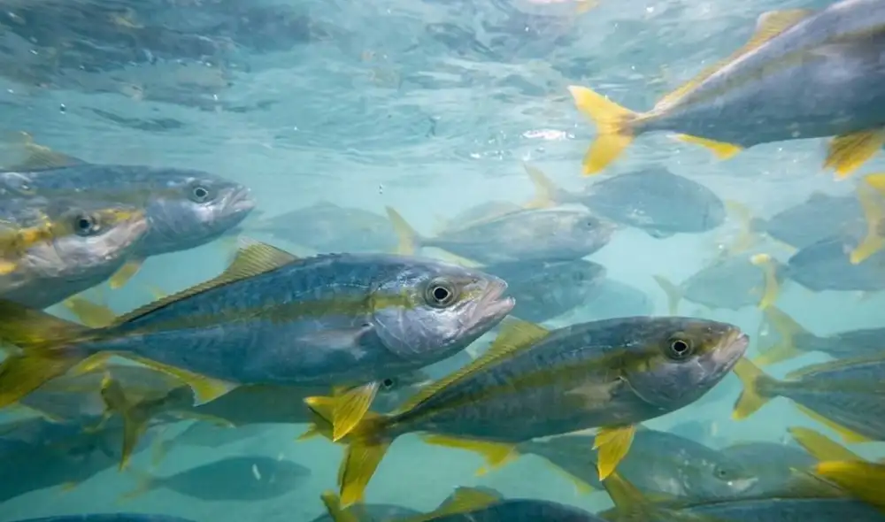 Argentina registra un avance histórico en acuicultura al lograr la reproducción masiva de juveniles de pez limón.