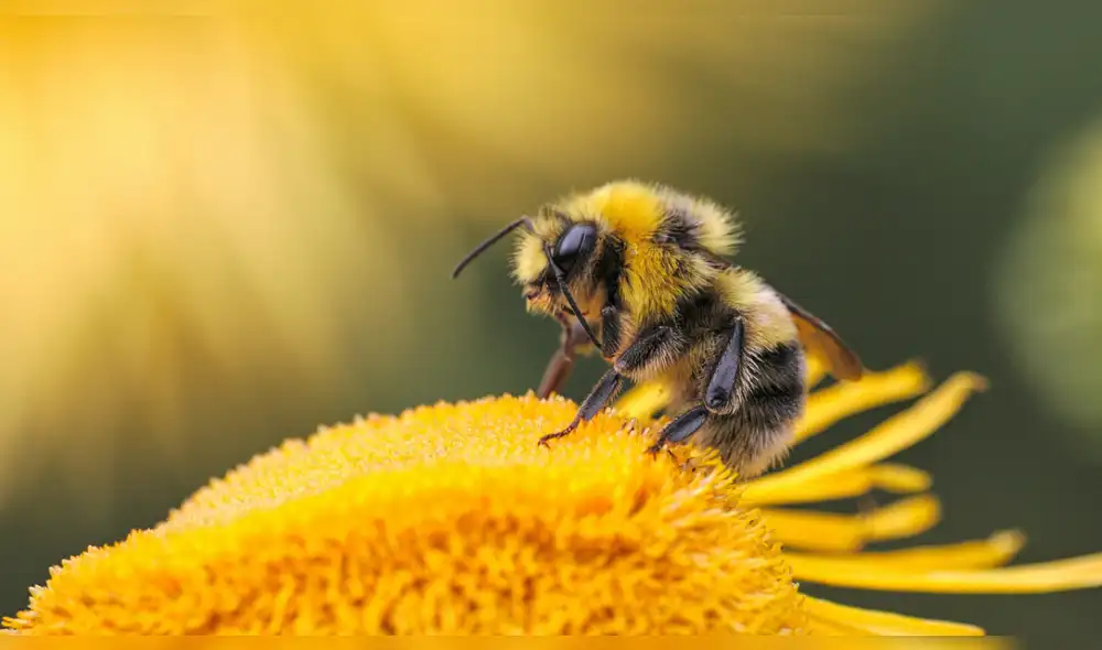 Una hormona es la responsable del desarrollo, la muda y la reproducción en las abejas. Foto: Dmitry Grigoriev/Unsplash