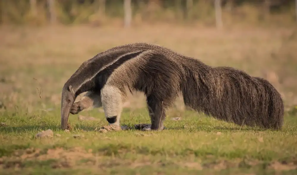 El regreso del oso hormiguero gigante a Brasil después de 130 años confirma el éxito de uno de los proyectos de conservación más importantes de América Latina. El regreso del oso hormiguero gigante a Brasil después de 130 años confirma el éxito de uno de los proyectos de conservación más importantes de América Latina.