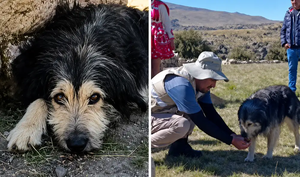 Perrito guardían del complejo T’aqrachullo