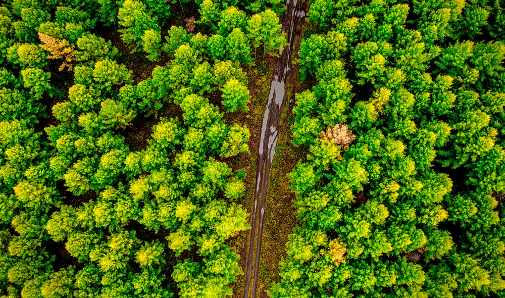 China lanzó su campaña nacional voluntaria de plantación hace 40 años y plantaron 78 mil millones de árboles. China lanzó su campaña nacional voluntaria de plantación hace 40 años y plantaron 78 mil millones de árboles.