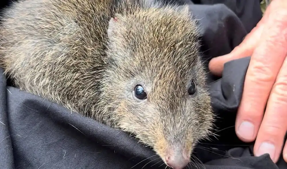 El potoroo de Gilbert estaba extinto antes de ser redescubierto en 1994. Foto: Edith Cowan University