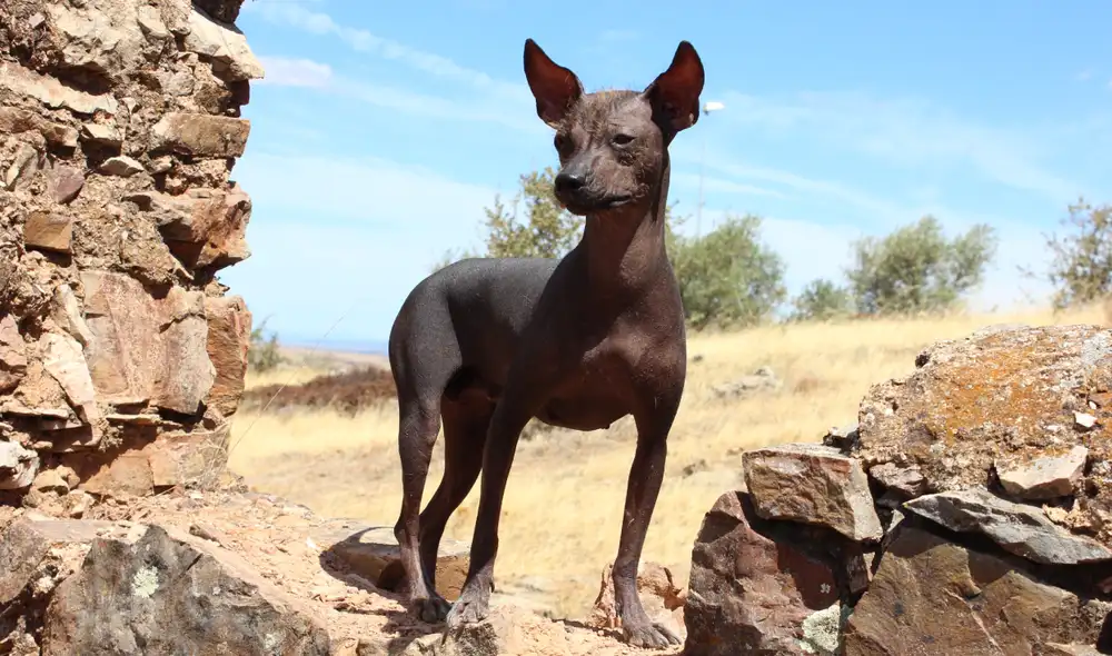 El perro peruano también denominado se caracteriza por la ausencia de pelo y sus formas elegantes. Foto: Wikimedia