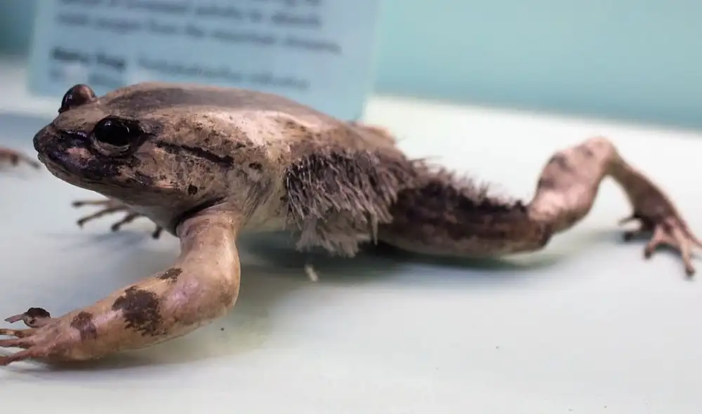 En los bosques tropicales de África, la rana peluda, o Trichobatrachus robustus, presenta un singular mecanismo de defensa En los bosques tropicales de África, la rana peluda, o Trichobatrachus robustus, presenta un singular mecanismo de defensa