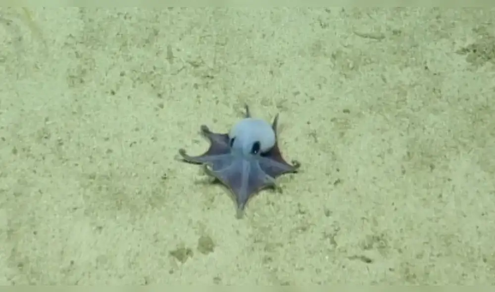 El pulpo captado en imágenes grabadas con un vehículo operado a distancia. Foto: Charles Darwin