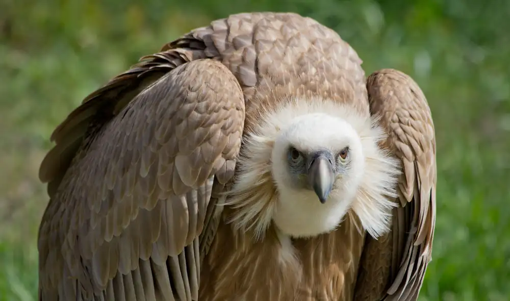 Un hallazgo en los humedales de Florida revela que buitres nativos se alimentan de huevos de la pitón birmana, una serpiente invasora que amenaza el ecosistema de los Everglades. Un hallazgo en los humedales de Florida revela que buitres nativos se alimentan de huevos de la pitón birmana, una serpiente invasora que amenaza el ecosistema de los Everglades.