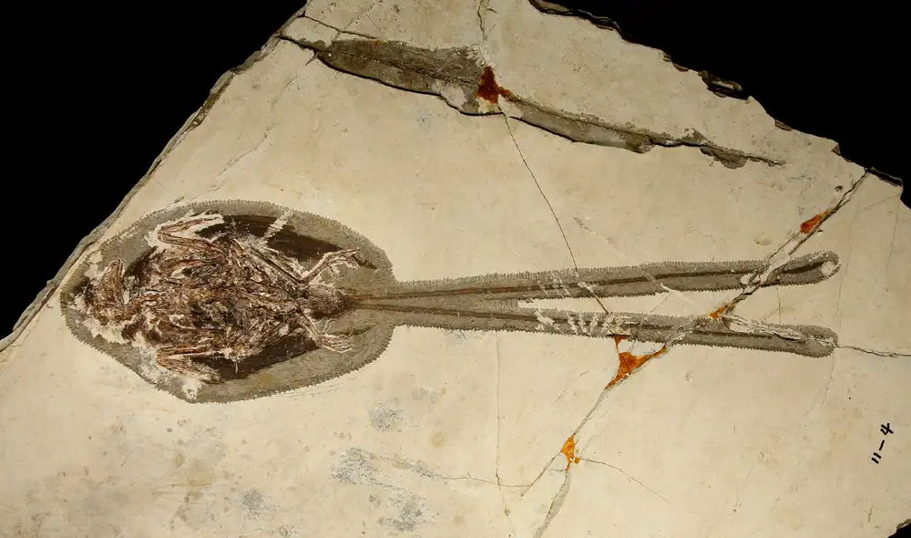 Imagen del Plumadraco bankoorum fosilizado con su larga cola. Foto: Alex Clark
