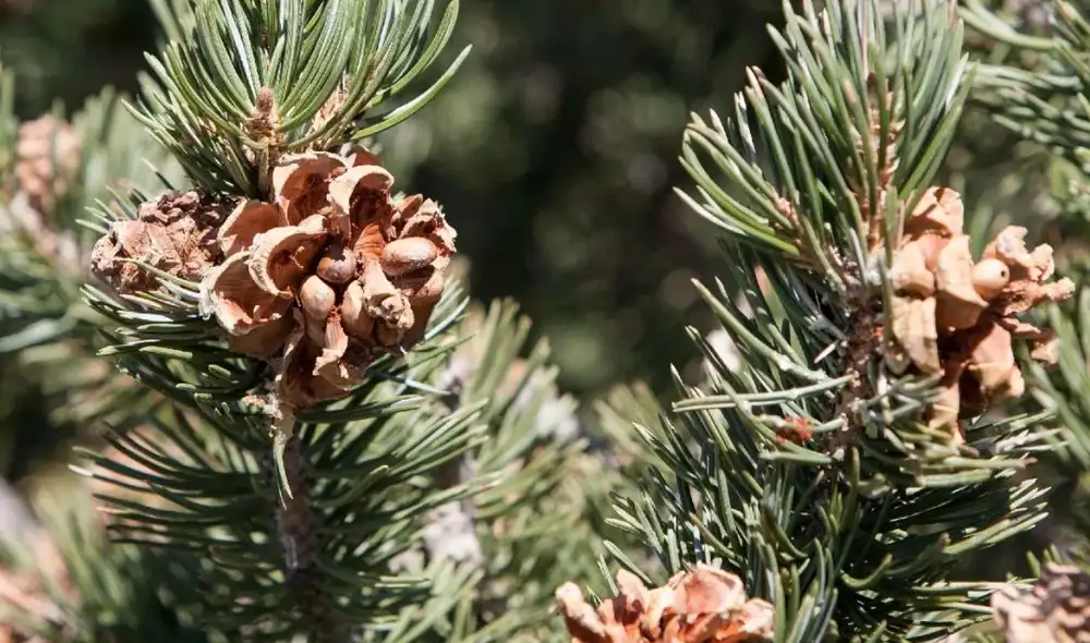 Un cultivo inusual ha emergido en la costa atlántica de Argentina: el piñón, el fruto seco más caro del mundo, que promete ser una nueva oportunidad en la producción premium nacional.