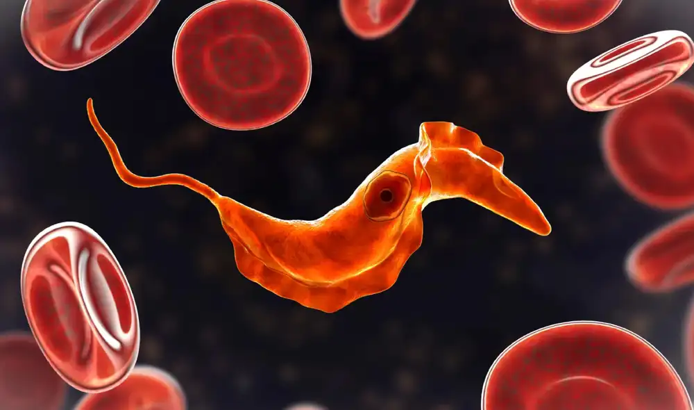 La sangre humana tiene una historia de 700 millones de años. Foto: Shutterstock
