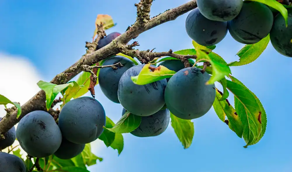 La ciruela se consolida como una fruta esencial en América Latina, recomendada por sus múltiples beneficios para el organismo y su excelente perfil nutricional.