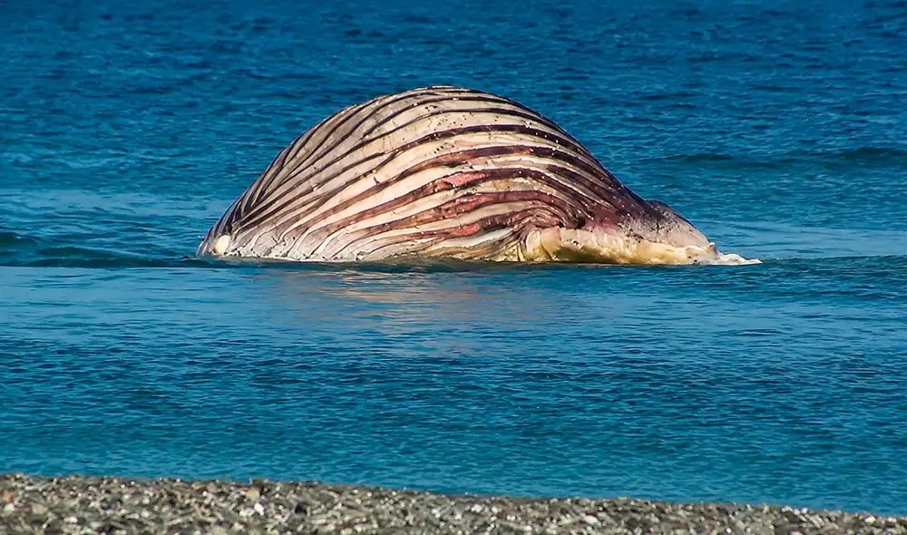 El cadáver de la ballena jorobada Timmy descansa en Dinamarca, lo que genera alarma entre expertos debido a su hinchazón y el riesgo de explosiones naturales.