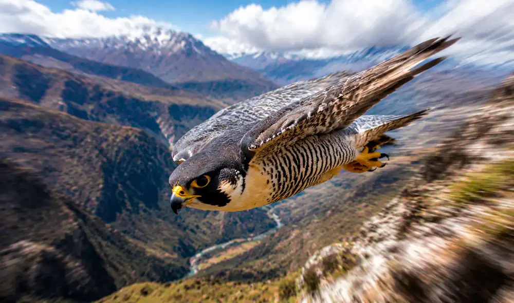 El halcón peregrino (Falco peregrinus) ostenta el título del animal más veloz de la naturaleza gracias a su anatomía aerodinámica y su capacidad de maniobra aérea.