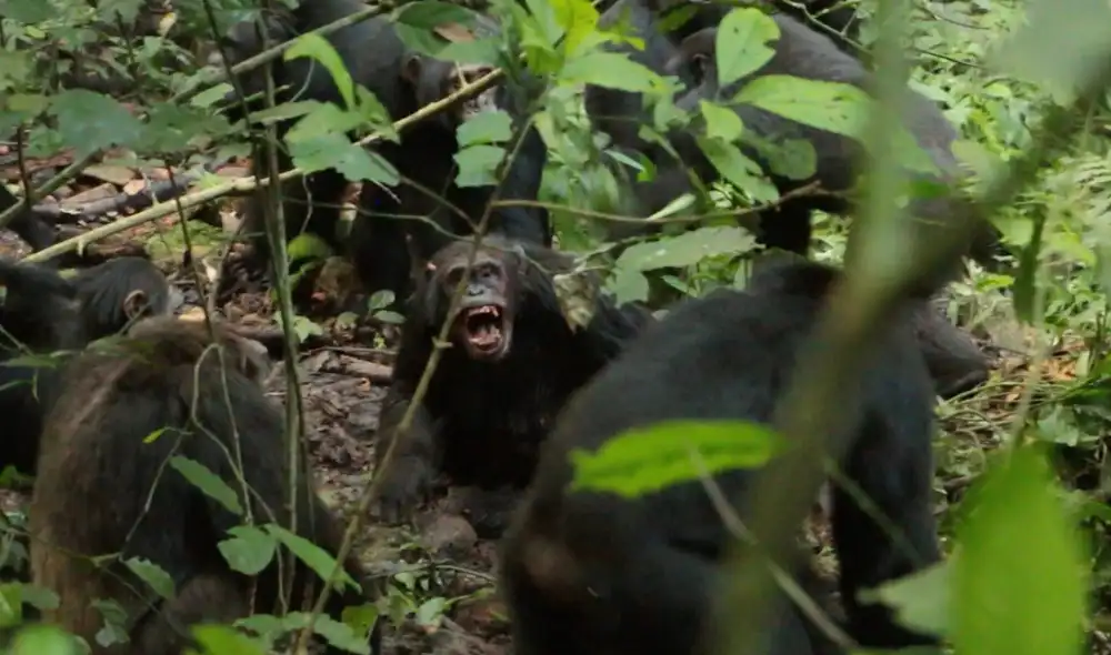 Chimpancés del Parque Nacional Kibale de Uganda se atacaron en 2019. Foto: Aaron Sandel Chimpancés del Parque Nacional Kibale de Uganda se atacaron en 2019. Foto: Aaron Sandel