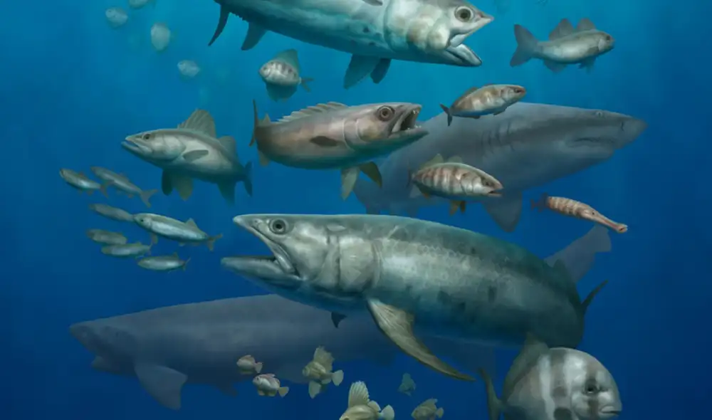 Ilustración de la diversidad de peces de 62,2 millones de años hallados en el yacimiento fósil de Qreiya 3. Foto: Ian Baylatry/NatGeo