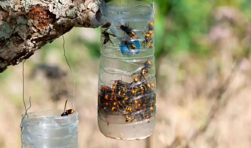 En Alcañiz, una campaña de captura ha logrado interceptar 62 reinas en un mes, utilizando trampas de botellas recicladas que evitan la formación de nuevas colonias.