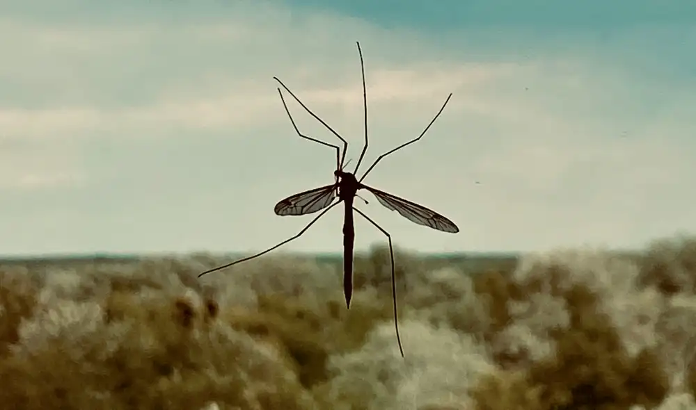 Google planea liberar 64 millones de mosquitos infectados con bacterias para propagarse en Estados Unidos. Foto: Unplash Google planea liberar 64 millones de mosquitos infectados con bacterias para propagarse en Estados Unidos. Foto: Unplash