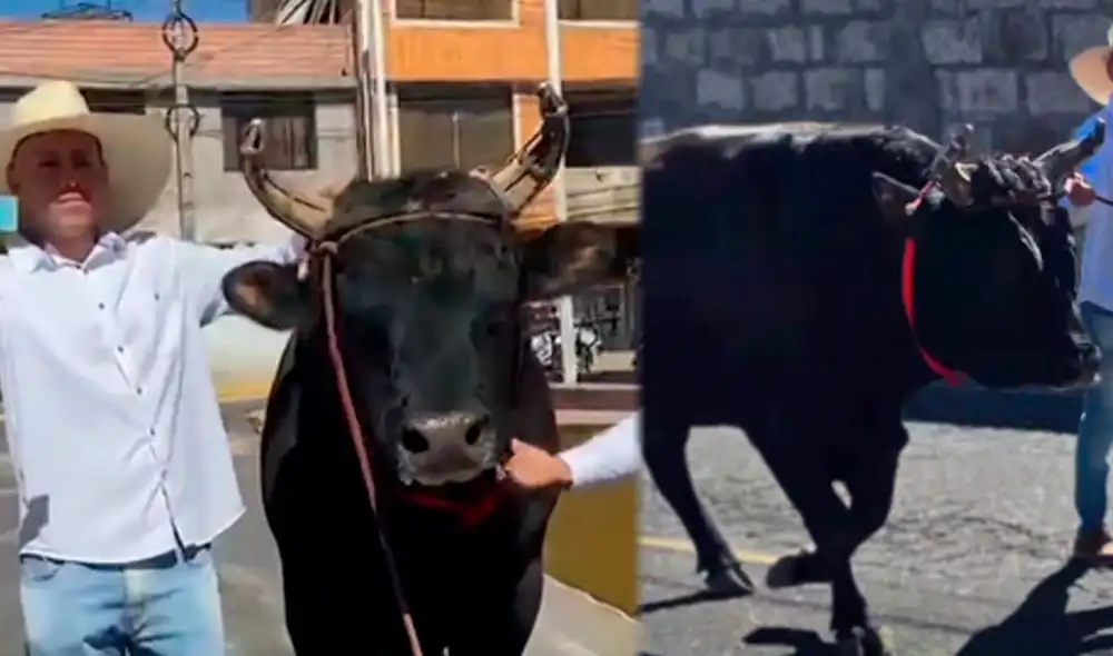 El paseo del animal forma parte de las tradiciones propias de la región arequipeña.