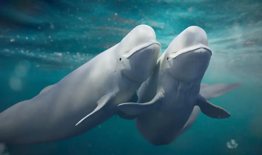 investigadores descubrieron un sistema de apareamiento en las belugas. Foto: Shutterstock investigadores descubrieron un sistema de apareamiento en las belugas. Foto: Shutterstock