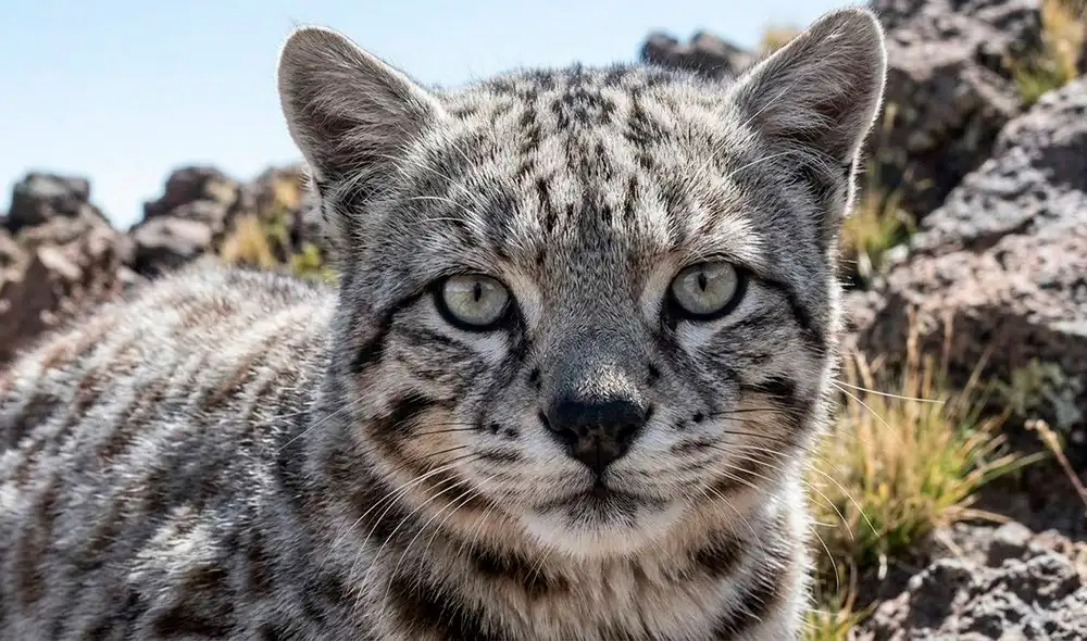 El gato andino, felino más amenazado de América Latina, enfrenta riesgos en su hábitat montañoso. El gato andino, felino más amenazado de América Latina, enfrenta riesgos en su hábitat montañoso.