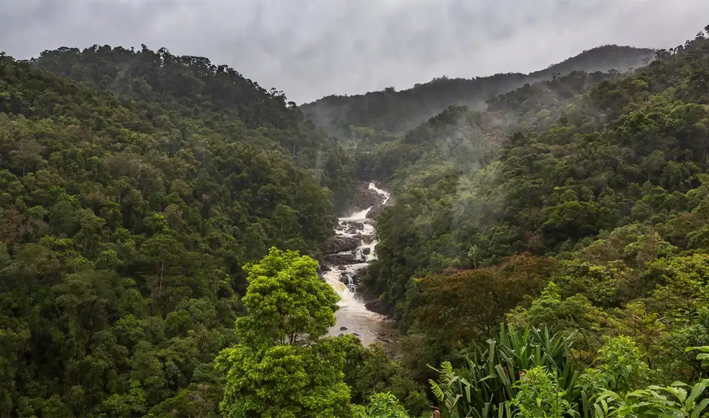 Investigadores hallan el árbol más alto de Asia Oriental en Taiwán, alcanzando 84,1 metros de altura y con una edad estimada entre 800 y 1.000 años.