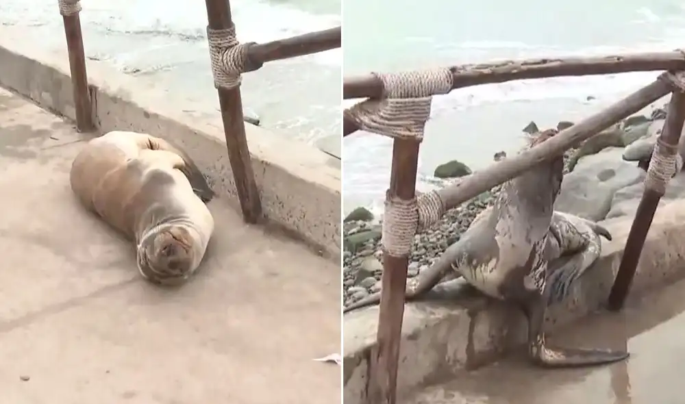 Lobo marino varado en playa de Barranco despierta preocupación entre bañistas Lobo marino varado en playa de Barranco despierta preocupación entre bañistas