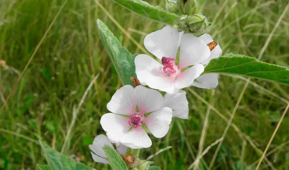 El malvavisco (Althaea officinalis) es una planta medicinal conocida por sus propiedades para aliviar afecciones respiratorias y mejorar la digestión. El malvavisco (Althaea officinalis) es una planta medicinal conocida por sus propiedades para aliviar afecciones respiratorias y mejorar la digestión.