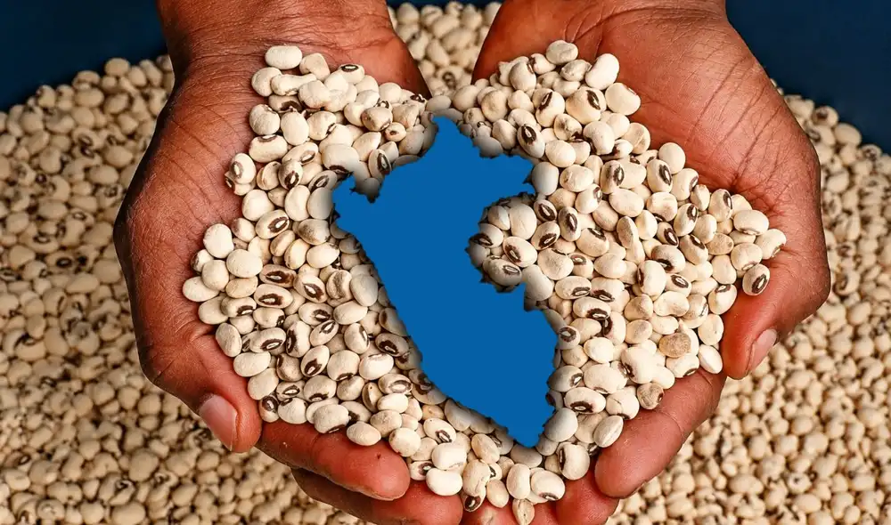 Se explica también que el término “Lima Bean” proviene de la exportación del pallar desde el puerto de Lima durante la época colonial. Se explica también que el término “Lima Bean” proviene de la exportación del pallar desde el puerto de Lima durante la época colonial.