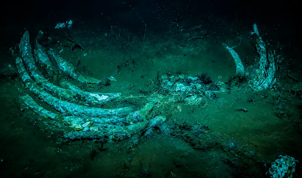 El hallazgo de un "cementerio de cetáceos" de 5,3 millones de años redefine el conocimiento sobre ecosistemas abisales y las especies marinas. El hallazgo de un "cementerio de cetáceos" de 5,3 millones de años redefine el conocimiento sobre ecosistemas abisales y las especies marinas.