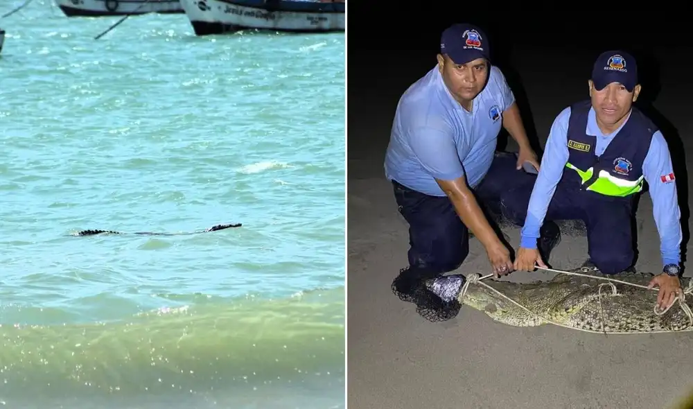 Capturan a cocodrilo de más de dos metros en playa de Los Órganos, Piura Capturan a cocodrilo de más de dos metros en playa de Los Órganos, Piura