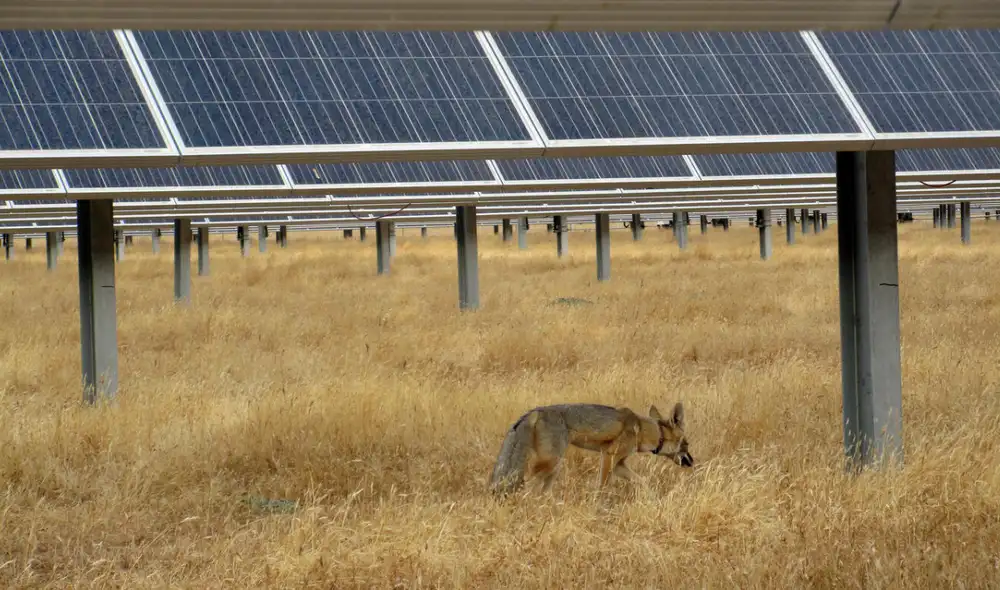 Zorro kit de San Joaquín ( Vulpes macrotis mutica ) con collar de radio dentro de la granja solar Panoche. Foto: USGS Zorro kit de San Joaquín ( Vulpes macrotis mutica ) con collar de radio dentro de la granja solar Panoche. Foto: USGS