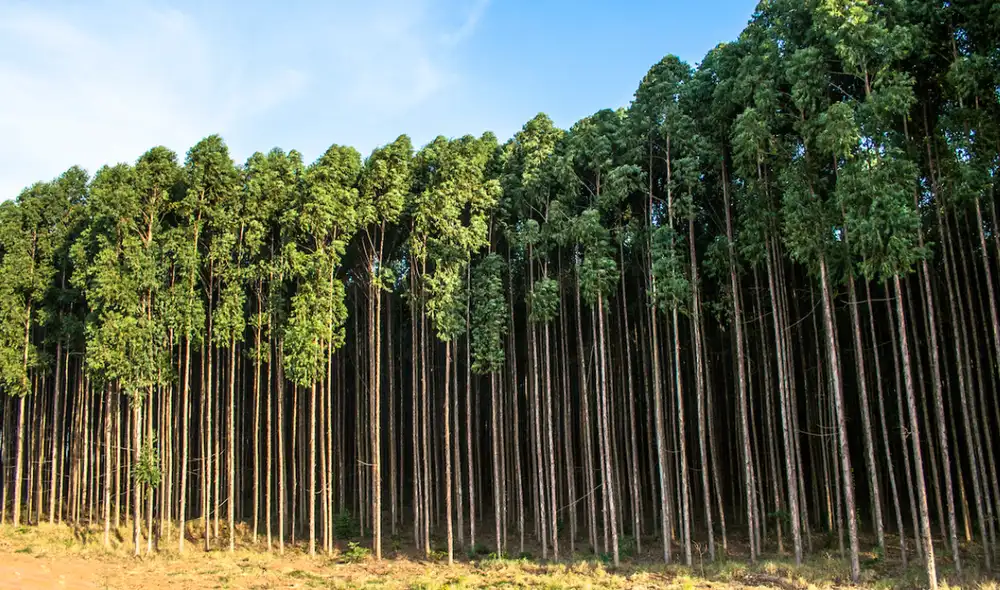 Las plantaciones de eucaliptos afectaron la biodiversidad en Galicia, España. Foto: IStock Las plantaciones de eucaliptos afectaron la biodiversidad en Galicia, España. Foto: IStock