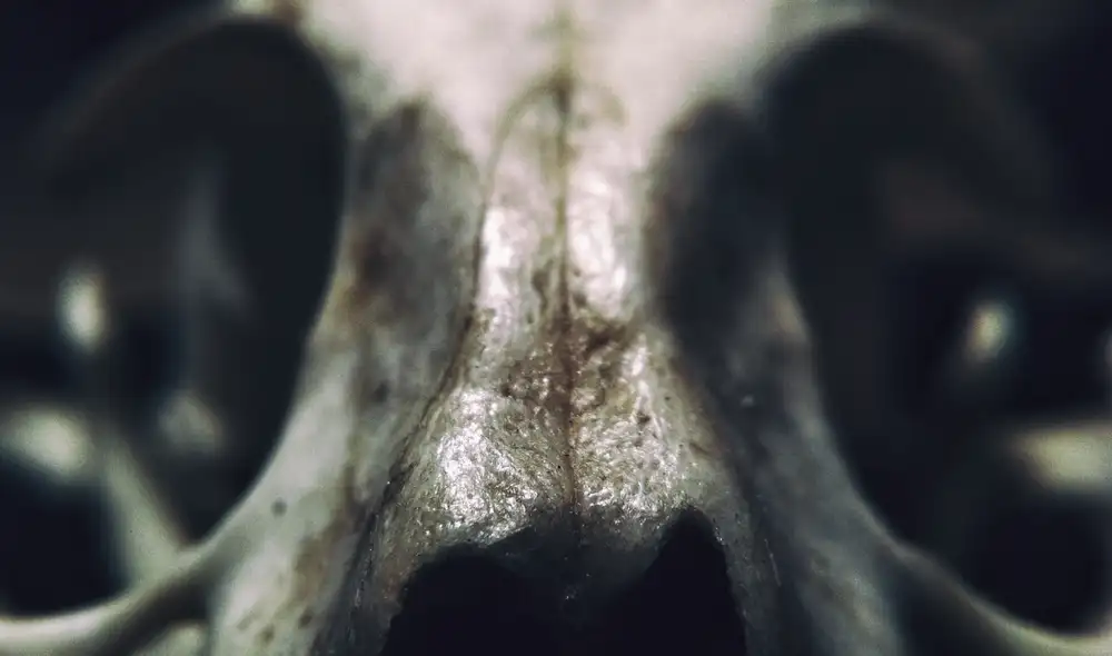 Hallazgos relacionados al homo sapiens revelan su capacidad para adaptarse en entornos hostiles. Foto: PxHere Hallazgos relacionados al homo sapiens revelan su capacidad para adaptarse en entornos hostiles. Foto: PxHere