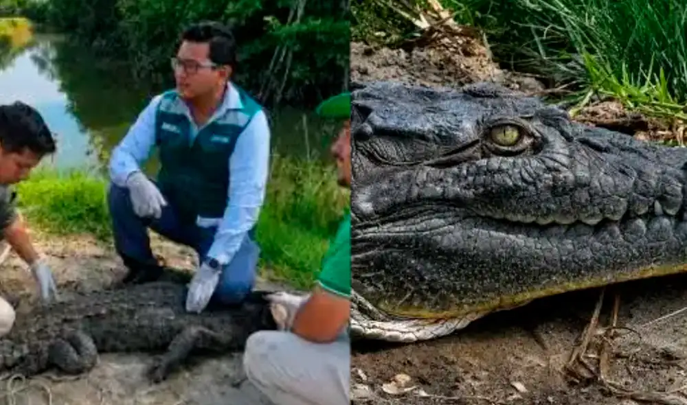 El reptil fue liberado en su hábitat natural en Tumbes. El reptil fue liberado en su hábitat natural en Tumbes.