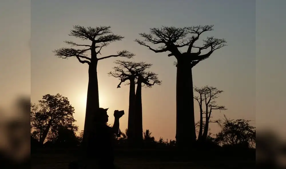El baobab. Foto: AFP.